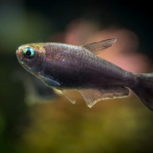 6x Black Emperor Tetra Med RARE LIVE TROPICAL FISH Great Fish Awesome Price.