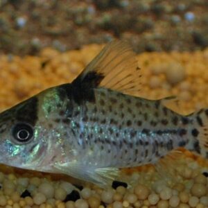 6x PUNCTATUS SPOTTED CORY CAT CORYDORAS FAST SHIP