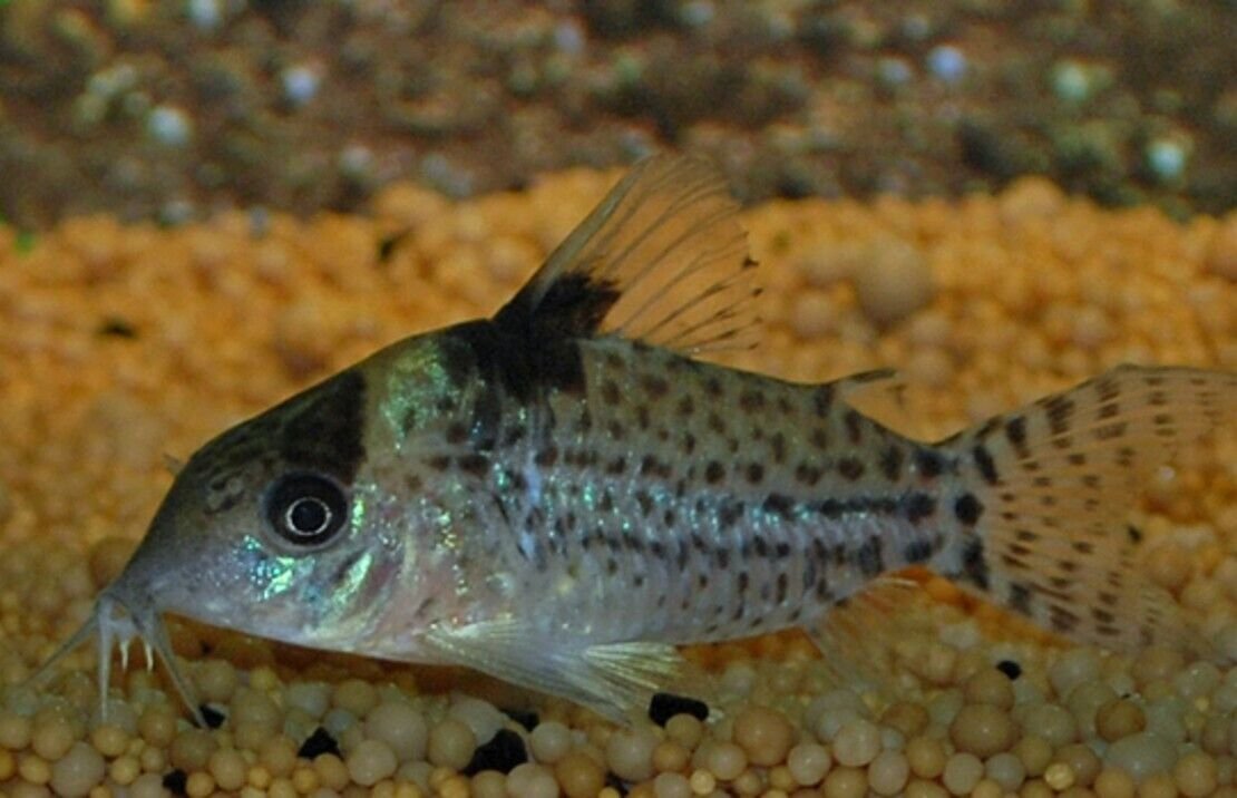 6x PUNCTATUS SPOTTED CORY CAT CORYDORAS FAST SHIP