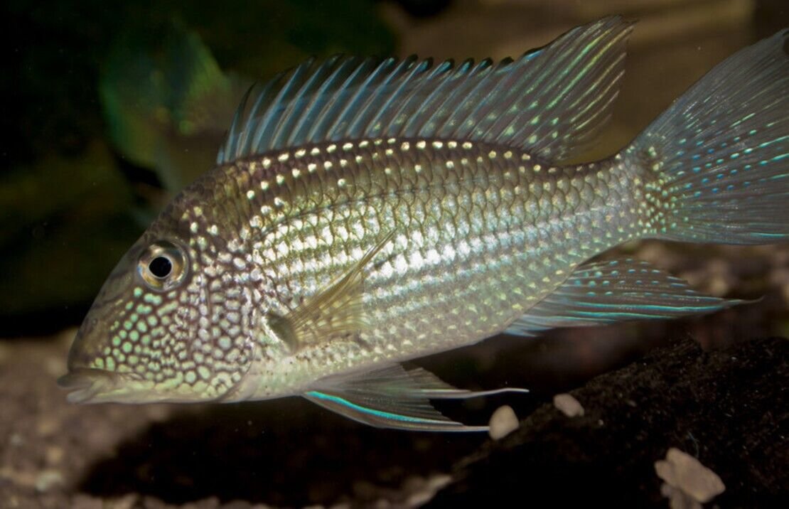 Jurupari Cichlid 1" Satanoperca Jurupari Cichlid Live Fish