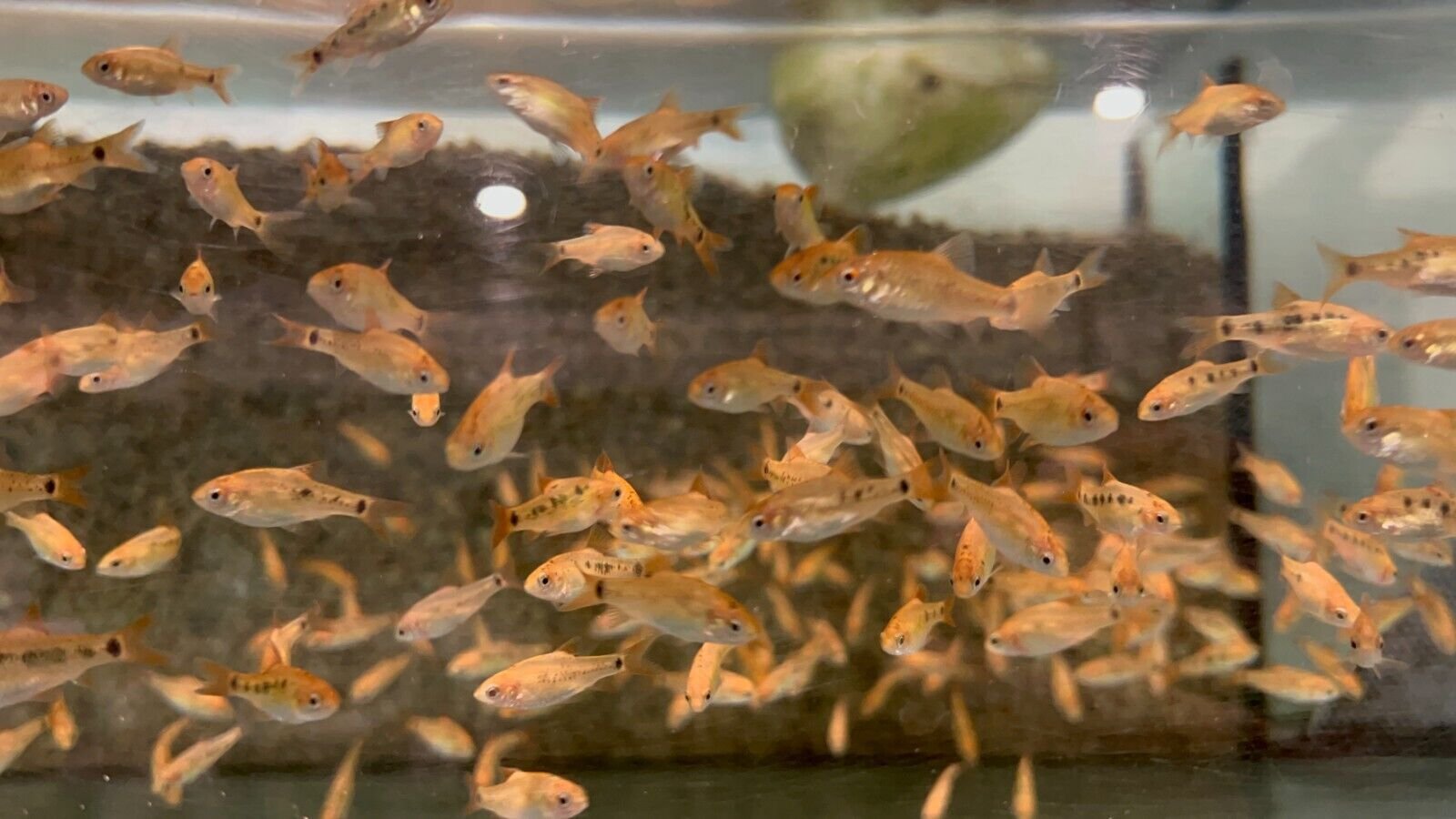 12 Gold Barbs - Peaceful Schooling barbs Bright Live Fish FAST SHIP