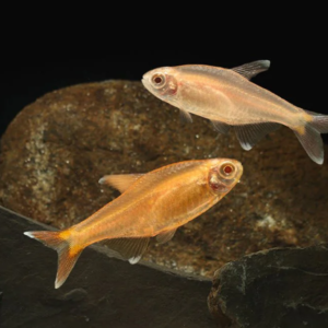 12x Albino Silver Tip Brass Tetra LIVE TROPICAL FISH Great Fish Awesome Price.