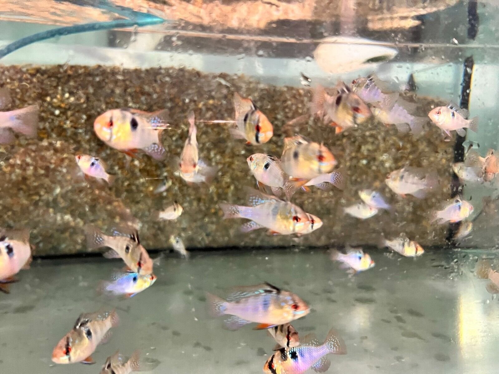 🌟 1 Mesmerizing Blue Ramirezi - German Blue Ram FAST SHIP 🐠 - Image 2
