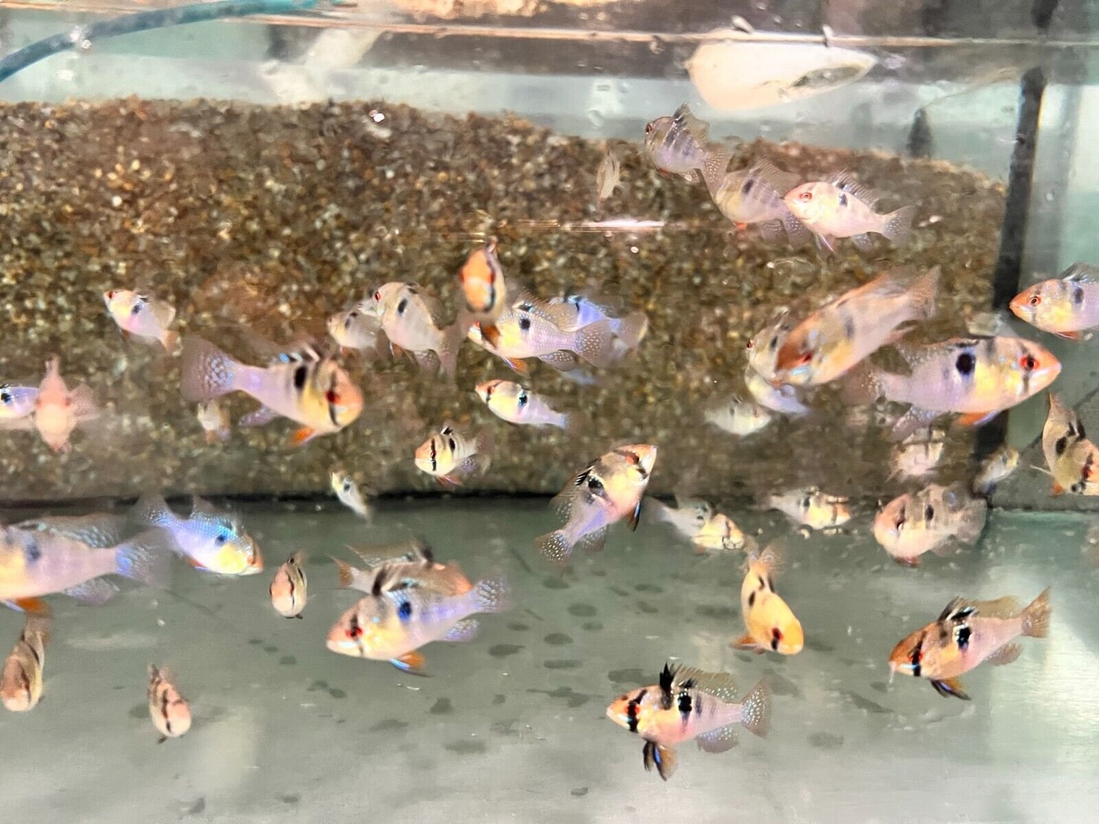 🌟 1 Mesmerizing Blue Ramirezi - German Blue Ram FAST SHIP 🐠 - Image 3