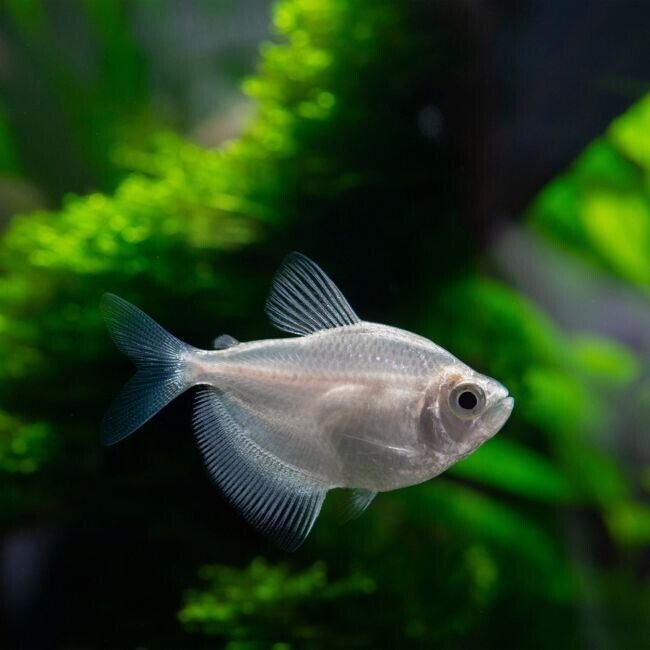 12X Skirt Fin White Tetras - Stunning Freshwater Aquarium Live Fish Fast Ship