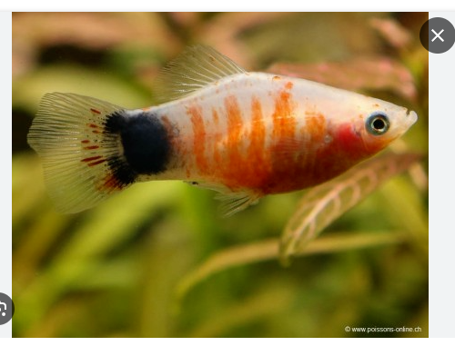 6 Zebra Mickey Mouse Platys - Stunning Freshwater Aquarium Fish!