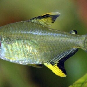 12x Lemon Tetra - Hyphessobrycon pulchripinnis - Live Fish Schooling Aquarium