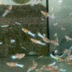 🎩 12x Male Japan Blue Endler Guppies - Vibrant Rich Powder Blues! 🌿 Live Fish