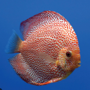 Leopard Discus Fish 2.5" Size Body Healthy Live Discus Fish tropical aquarium