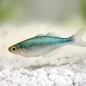 4 Pack Turquoise Rainbow M-L - Rainbowfish live Fish Beautiful Color and Healthy