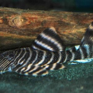 Tiger Plecostomus L02 Small Size - 1-1.5" Live Fish Fast Shipping
