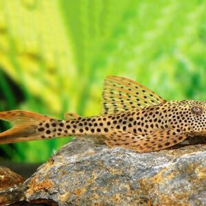 Red Fin Thresher Pleco L11 Small Size - 1-1.5" Live Fish Fast Shipping