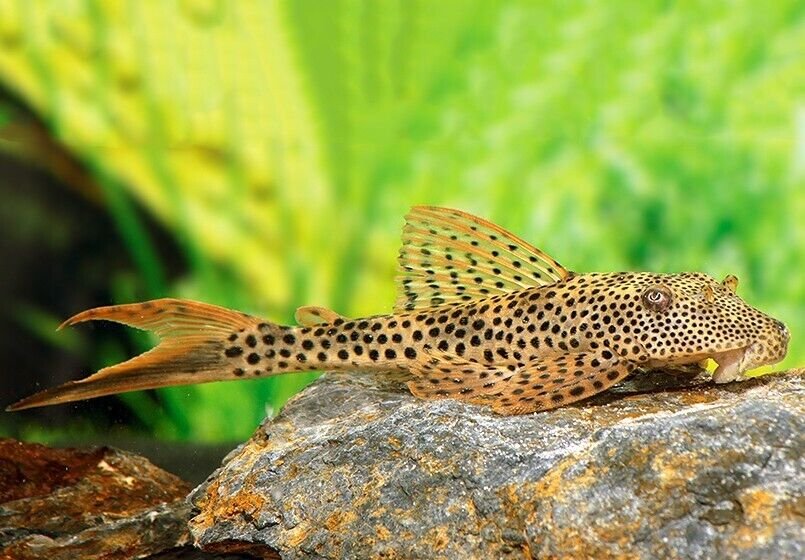 Red Fin Thresher Pleco L11 Small Size - 1-1.5" Live Fish Fast Shipping