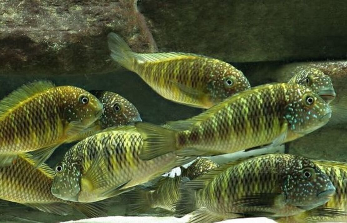 Tropheus Moorii Murago 1.5" - 2" Live Cichlid Fish - Freshwater FAST SHIP