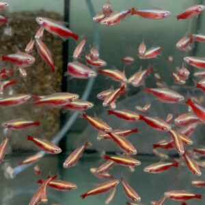 6x GOLD Cardinal Tetras Striking Colors live Fish Better in person! Trust me!