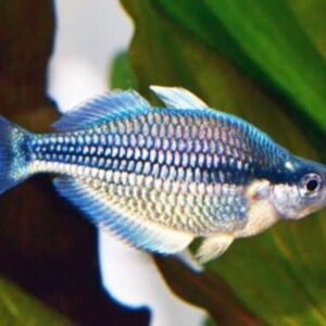 Blue kamaka Melanotaenia Kamaka Rainbowfish Freshwater Aquarium Live Fish M-L