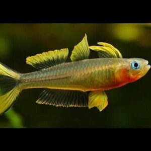🌈 Forktail Blue Eye Rainbow Fish - A Colorful Marvel 🐟 Pseudomogil Furcatus