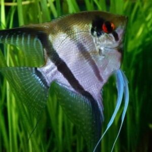 3 Silver Angel Fish Medium Size Body Healthy Live Angel Fish tropical aquarium