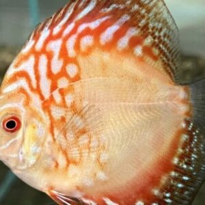 Red Panda Discus Fish 2.5" Size Healthy Live Angel Fish tropical aquarium
