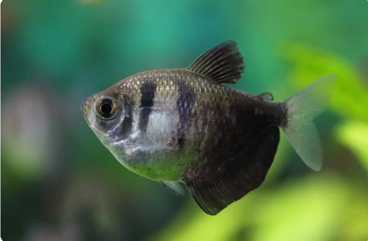 6 🌟 Black Tetra - Perfect for schools! 🐟 Live Freshwater Fish FAST Ship