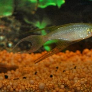 4 PACK Threadfin Rainbow Live Fish Small Freshwater Aquarium Iriatherina Werneri