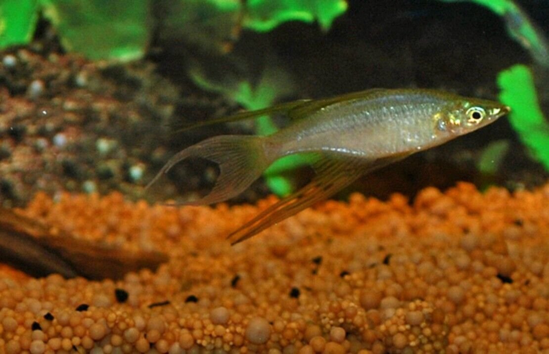 4 PACK Threadfin Rainbow Live Fish Small Freshwater Aquarium Iriatherina Werneri