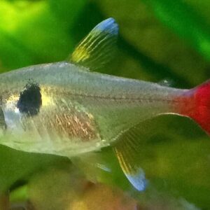 6x Yellow Phantom Tetra - Small - Live Fish Schooling Aquarium
