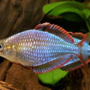 4 PACK Dwarf Neon Rainbow - Rainbowfish live Fish Tropical Fish Aquarium