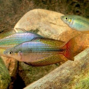 2 PACK Deep Water Creek Rainbow - Rainbowfish live Fish Tropical Aquarium Fish