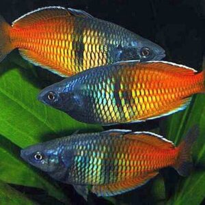4 Pack Orange Boesemani Rainbow Freshwater Aquarium Live Fish Small - Medium Beautiful Fish!