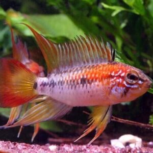 1 PAIR Apistogramma Viejeta Beautiful Dwarf Cichlids! Live Fish Juvenile Fish