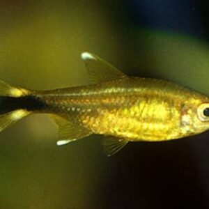 12 PACK Silver Tip Brass Tetra LIVE TROPICAL FISH Great Fish Awesome Price.