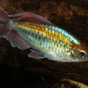 3x Blue Congo Tetra - Large Size hard to get Tropical Aquarium Live Fish!