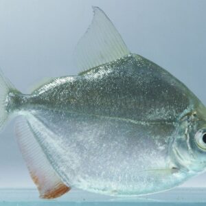 5-Pack Silver Dollar 1" - 1.5" Live Fish great in schools : Characin