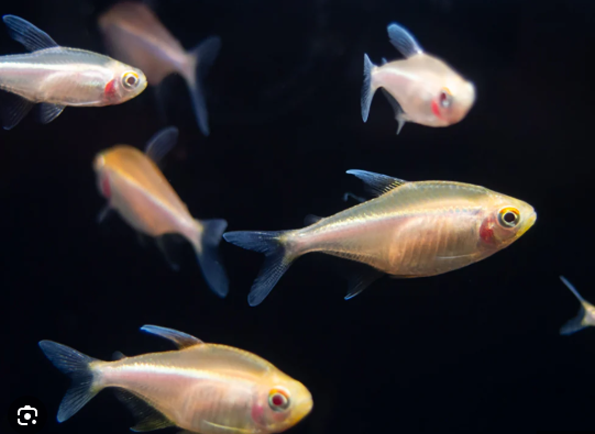 6x Albino Black Neon Tetra - Get them while you can Wow!! Live FAST SHIP