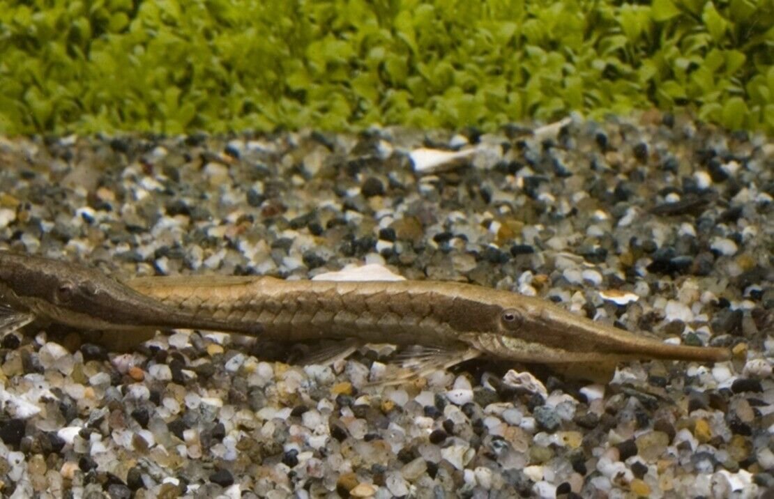 2 Farlowella Twig Catfish 1-1.5"+ Live Fish A great tank addition