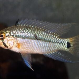 1 Pair Apistogramma Diamond medium Apistogramma Diamante Live Fish Fast Shipping