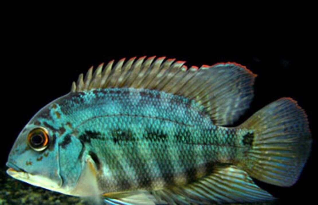 Parrot Cichlid (Hoplarchus Psittacus) Freshwater FAST SHIP