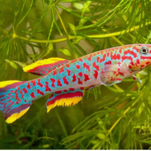 PAIR Gardner's Killi Steel Blue Aphyosemion Killifish Fundulopanchax Gardneri