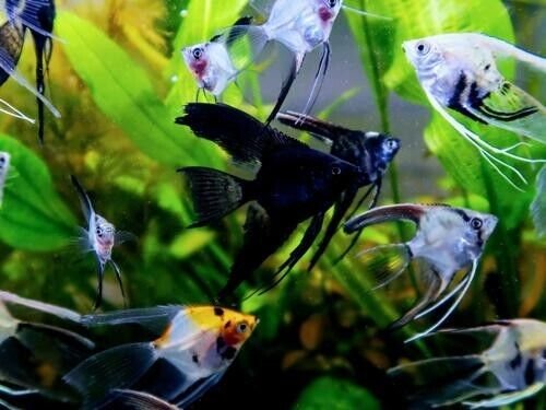 3 Pack Veil Tail Angels Random Selection Medium Size Live Fish tropical Fish