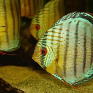 Green Peru Discus Wild caught 3" Size Healthy Live Discus Fish tropical aquarium