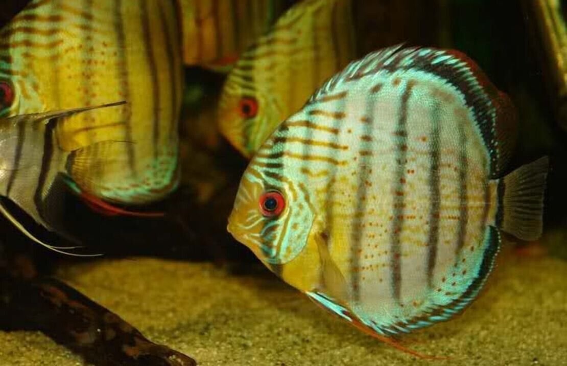 Green Peru Discus Wild caught 3" Size Healthy Live Discus Fish tropical aquarium