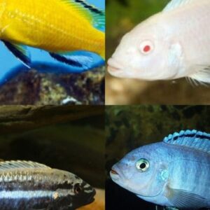 12 Pack Mixed African Cichlids 0.5" - 0.75" Instant Lake Malawi Live Fish