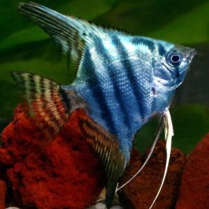 2 Philippine Blue Angel Fish Quarter Size Body Healthy Live Fish aquarium