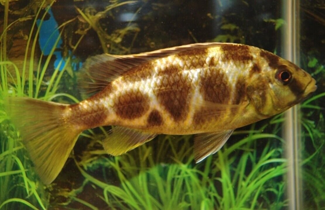 Haplochromis Venustus Cichlids 2" Healthy Malawi Cichlid Live Fish