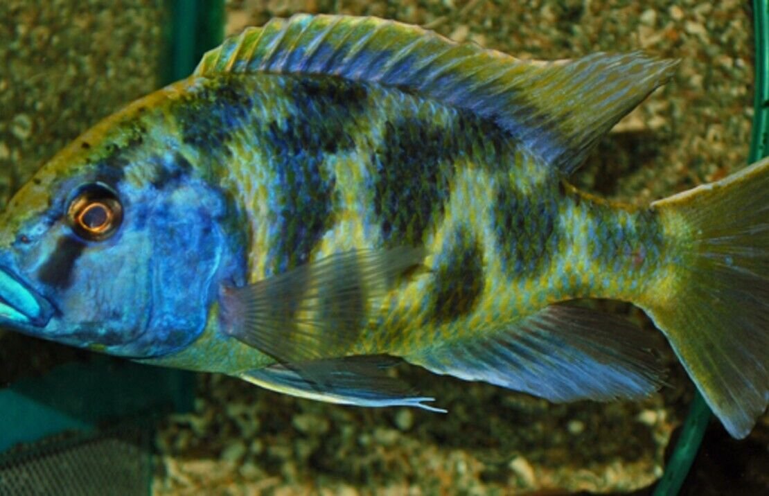 Haplochromis Venustus Cichlids 2" Healthy Malawi Cichlid Live Fish - Image 2