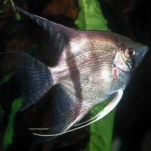 Brazil Scalare Wild Caught Angel Fish Large Body Healthy Live Fish