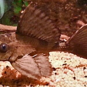 Rhino Crocodile Plecostomus 2.5 inch Pleco - Live Fish Fast Shipping