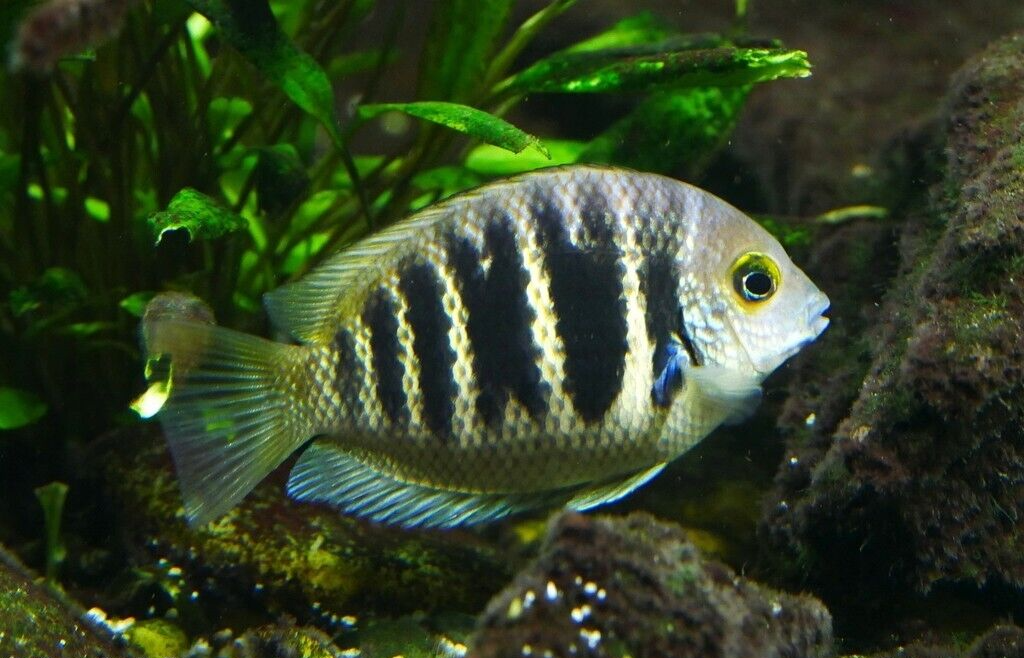 Canara Pearl Spot Cichlid 1.5" - 2" Freshwater Live Fish FAST SHIP