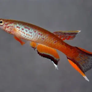 4 Pack of Aphyosemion Australe Killie Med Size Really Nice Beautiful Live Fish